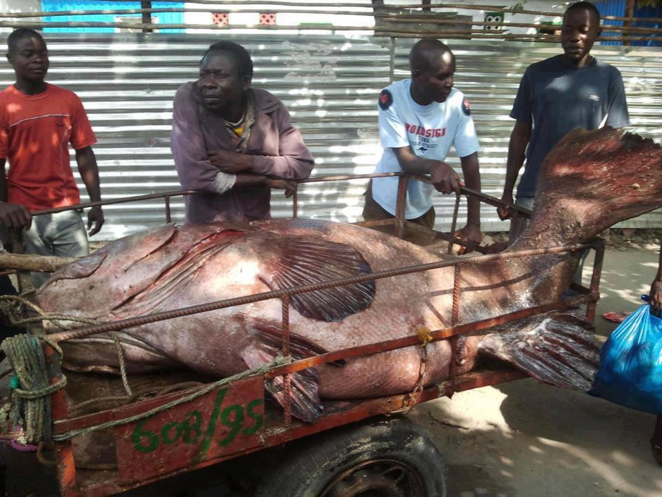 Atentie,imagini socante +18 - 969039465569060193136752655165n.jpg